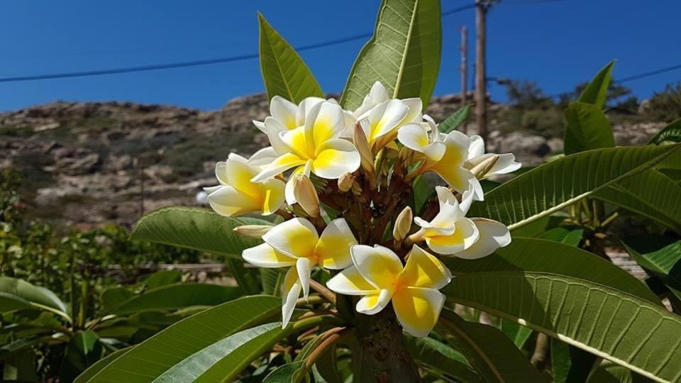 Hotel Krinos Karpathos Buitenkant foto